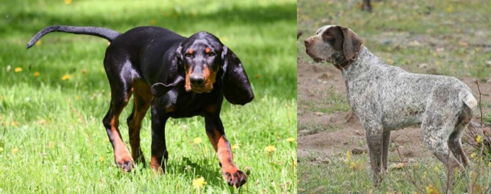 Perdiguero de Burgos vs Black and Tan Coonhound - Breed Comparison