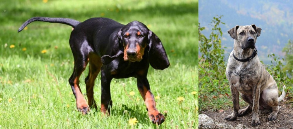 Perro Cimarron vs Black and Tan Coonhound - Breed Comparison