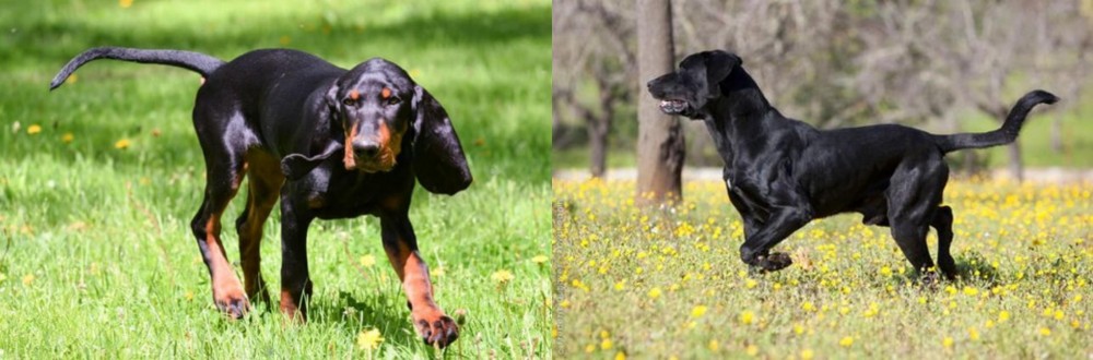 Perro de Pastor Mallorquin vs Black and Tan Coonhound - Breed Comparison