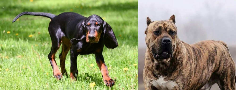 Perro de Presa Canario vs Black and Tan Coonhound - Breed Comparison