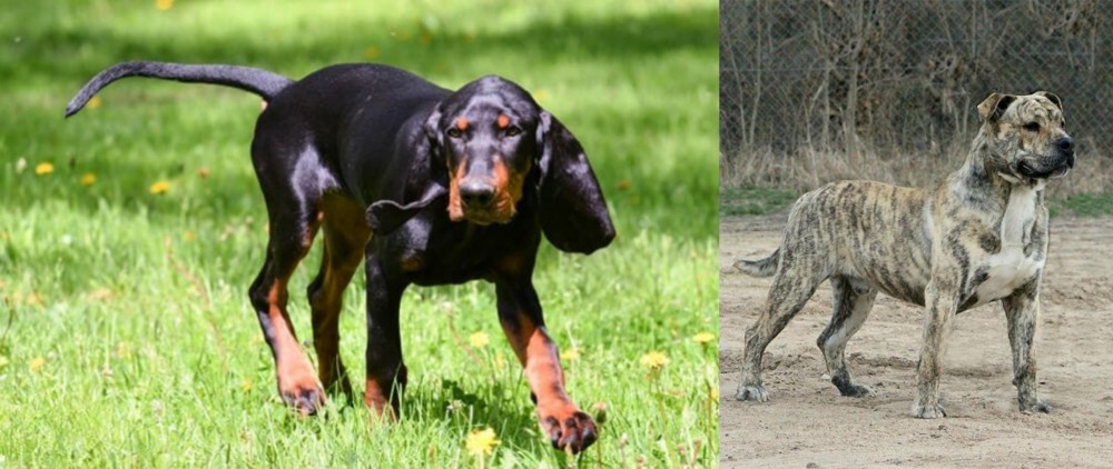 Perro de Presa Mallorquin vs Black and Tan Coonhound - Breed Comparison