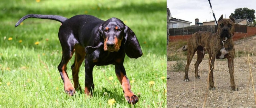 Perro de Toro vs Black and Tan Coonhound - Breed Comparison