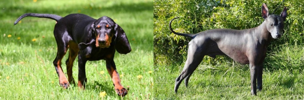 Peruvian Hairless vs Black and Tan Coonhound - Breed Comparison