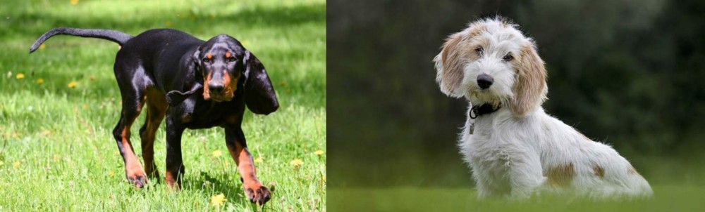Petit Basset Griffon Vendeen vs Black and Tan Coonhound - Breed Comparison