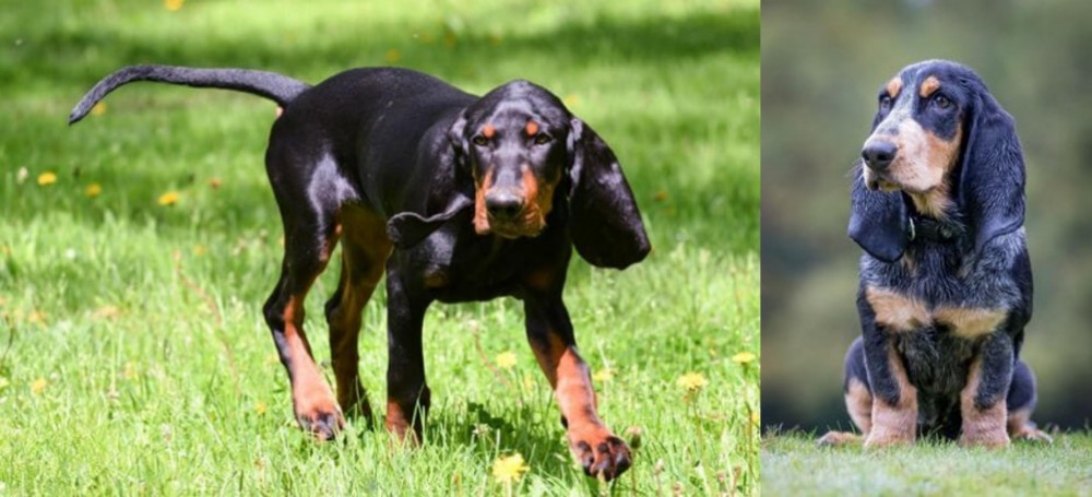 Petit Bleu de Gascogne vs Black and Tan Coonhound - Breed Comparison