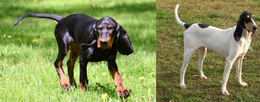 Petit Gascon Saintongeois vs Black and Tan Coonhound - Breed Comparison