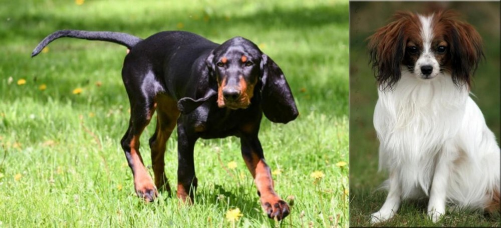 Phalene vs Black and Tan Coonhound - Breed Comparison