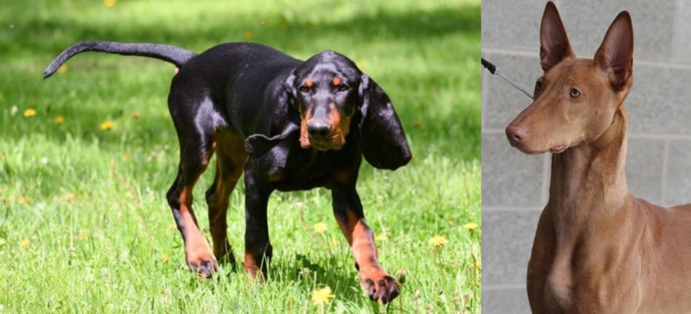 Pharaoh Hound vs Black and Tan Coonhound - Breed Comparison