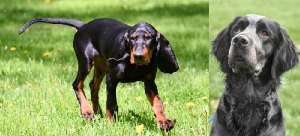 Picardy Spaniel vs Black and Tan Coonhound - Breed Comparison