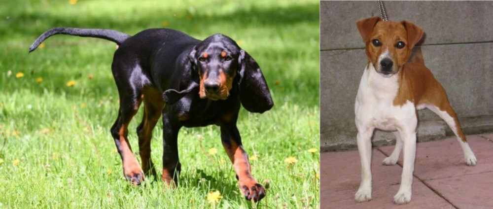 Plummer Terrier vs Black and Tan Coonhound - Breed Comparison