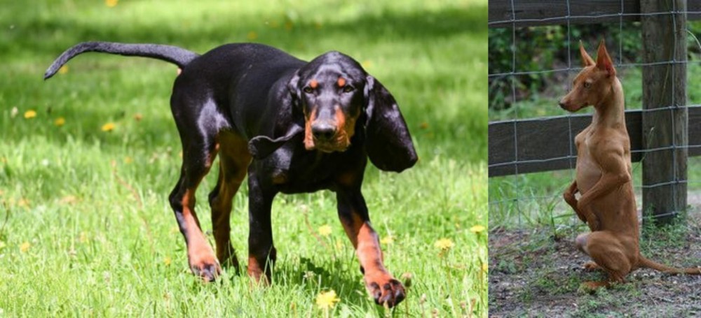 Podenco Andaluz vs Black and Tan Coonhound - Breed Comparison