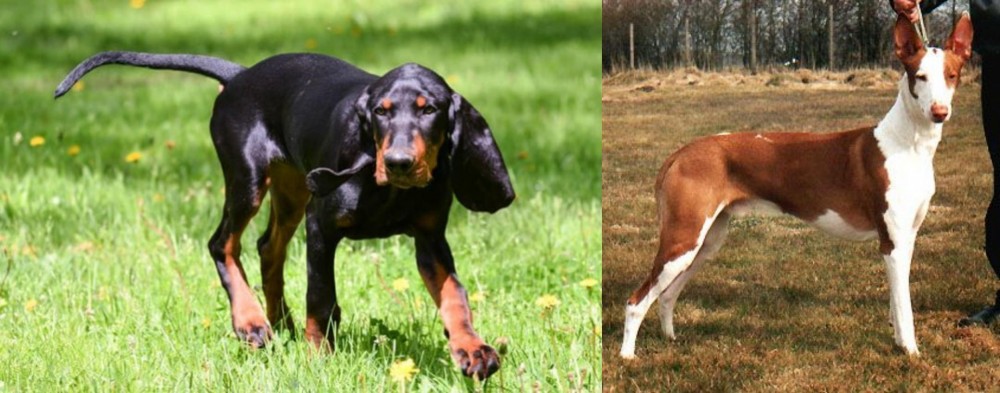 Podenco Canario vs Black and Tan Coonhound - Breed Comparison