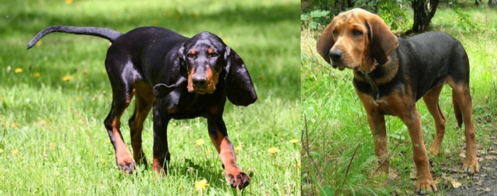 Polish Hound vs Black and Tan Coonhound - Breed Comparison