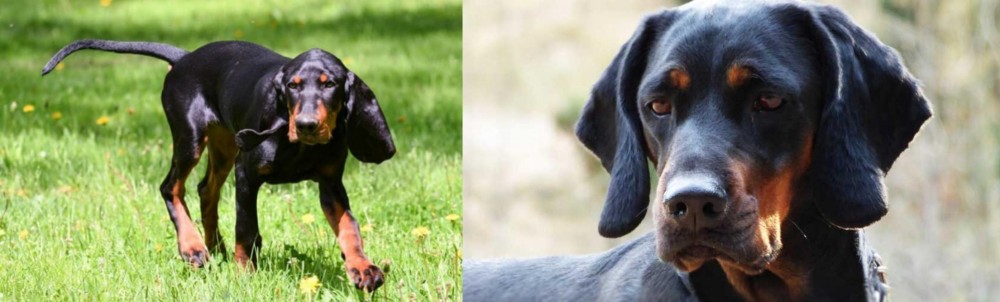 Polish Hunting Dog vs Black and Tan Coonhound - Breed Comparison