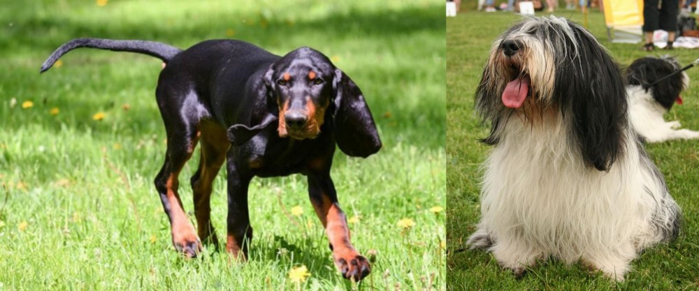 Polish Lowland Sheepdog vs Black and Tan Coonhound - Breed Comparison