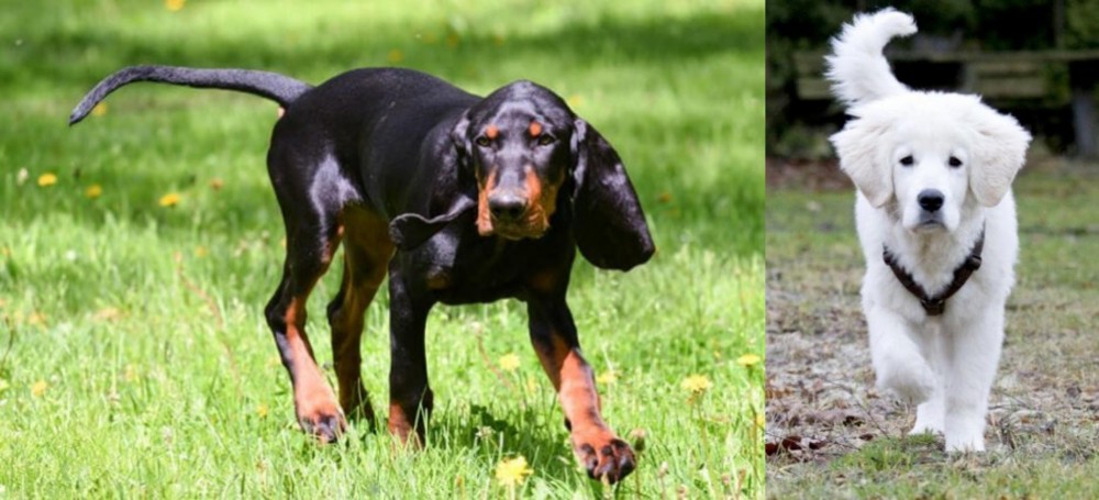 Polish Tatra Sheepdog vs Black and Tan Coonhound - Breed Comparison