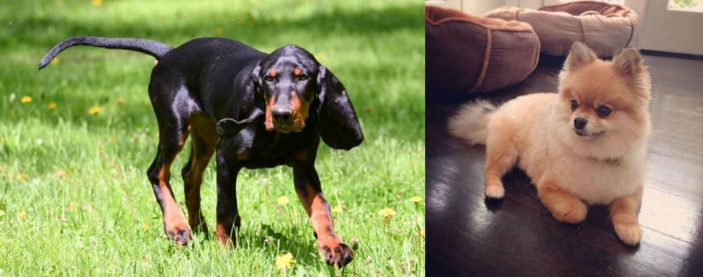 Pomeranian vs Black and Tan Coonhound - Breed Comparison