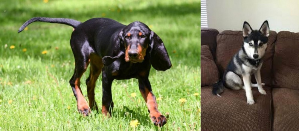 Pomsky vs Black and Tan Coonhound - Breed Comparison