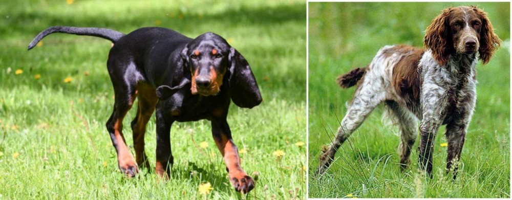 Pont-Audemer Spaniel vs Black and Tan Coonhound - Breed Comparison