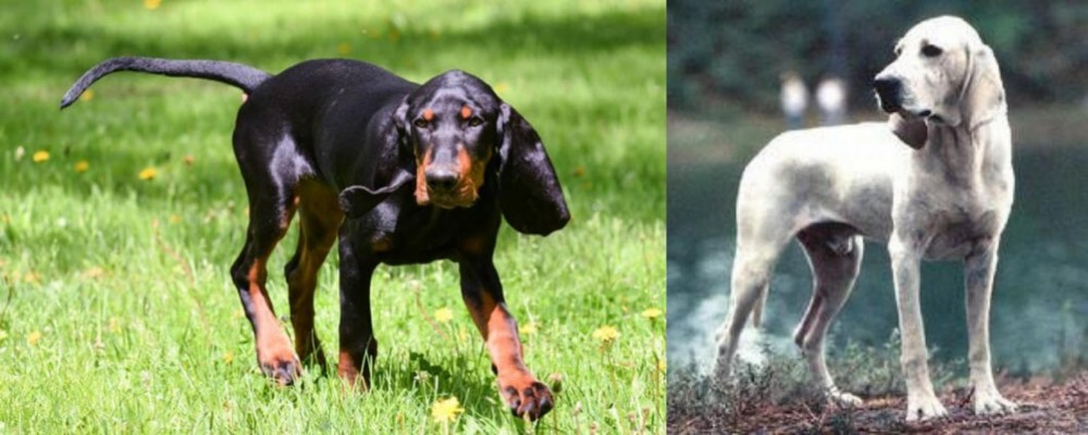 Porcelaine vs Black and Tan Coonhound - Breed Comparison
