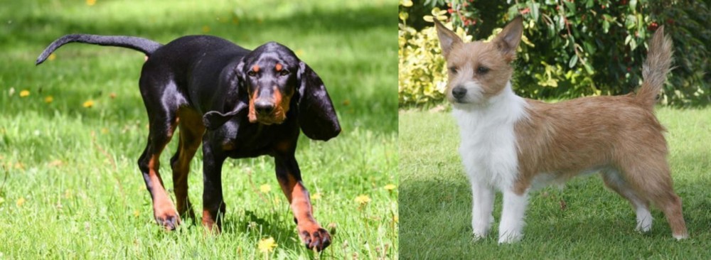 Portuguese Podengo vs Black and Tan Coonhound - Breed Comparison