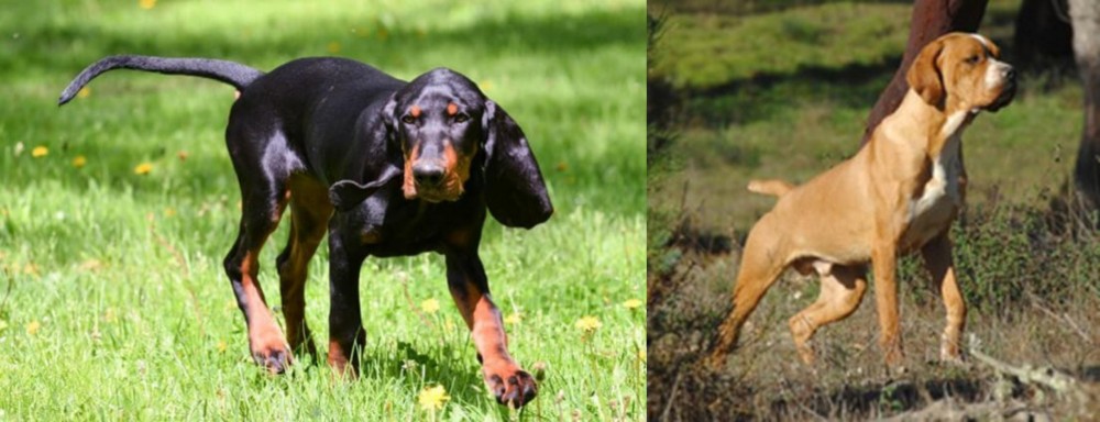 Portuguese Pointer vs Black and Tan Coonhound - Breed Comparison