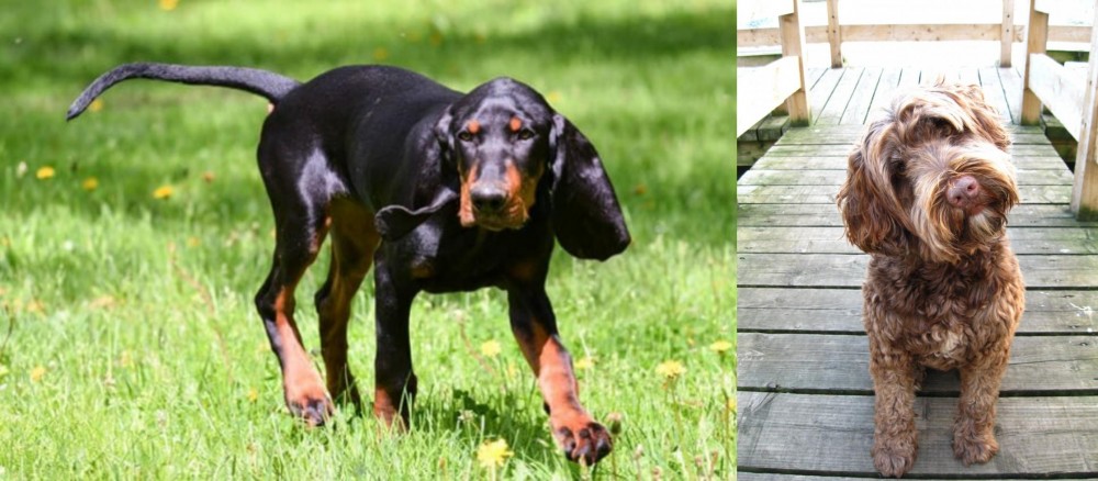 Portuguese Water Dog vs Black and Tan Coonhound - Breed Comparison