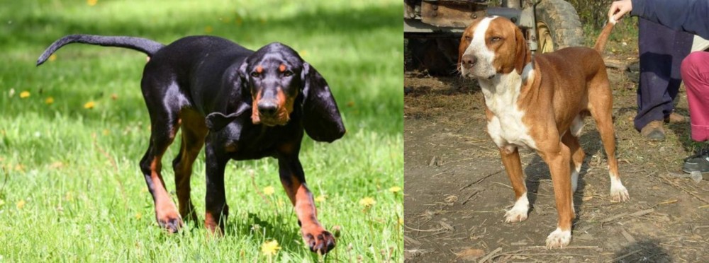 Posavac Hound vs Black and Tan Coonhound - Breed Comparison