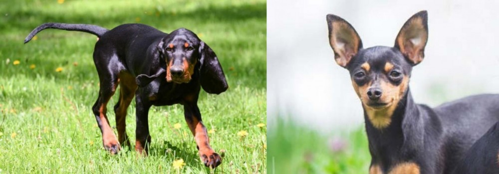 Prazsky Krysarik vs Black and Tan Coonhound - Breed Comparison