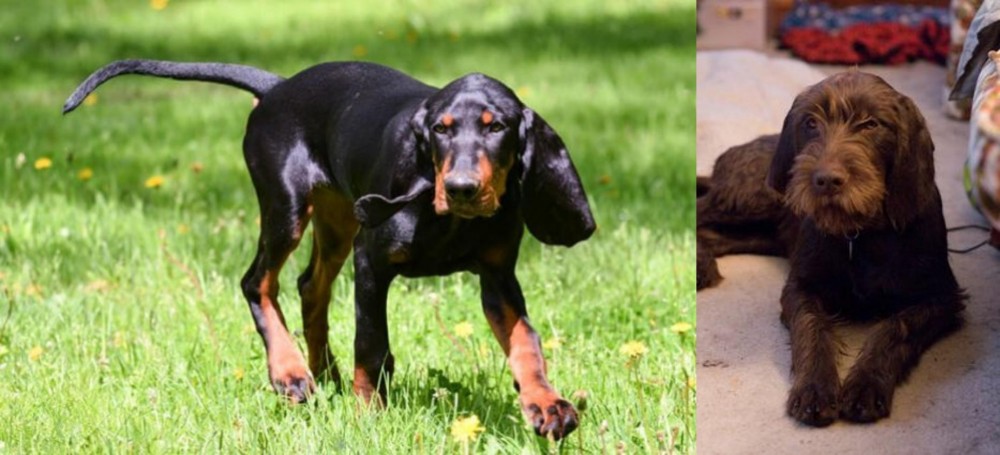 Pudelpointer vs Black and Tan Coonhound - Breed Comparison