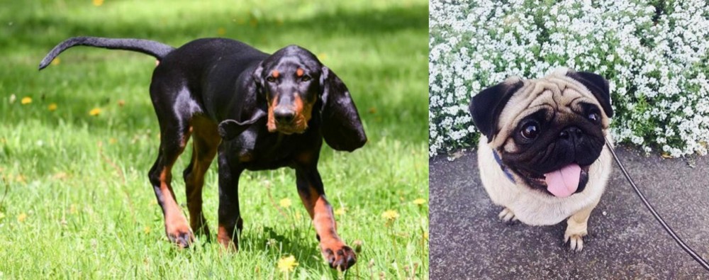 Pug vs Black and Tan Coonhound - Breed Comparison