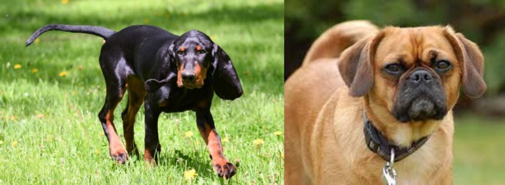 Pugalier vs Black and Tan Coonhound - Breed Comparison