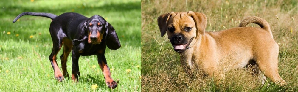 Puggle vs Black and Tan Coonhound - Breed Comparison