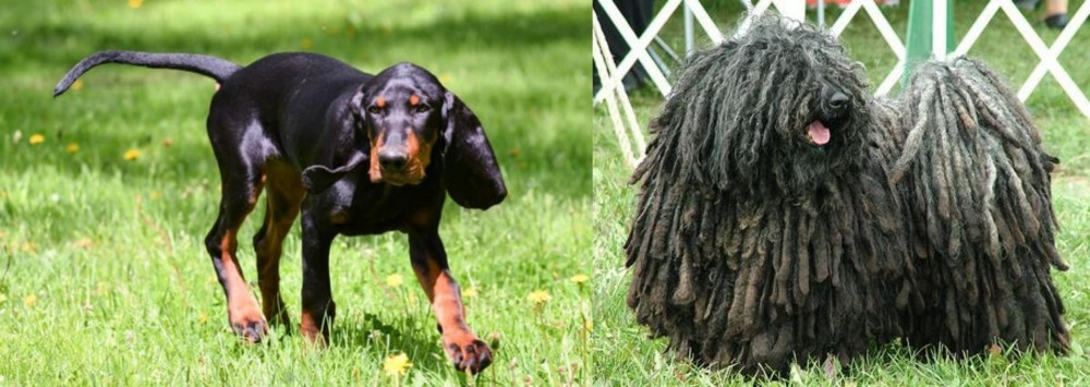 Puli vs Black and Tan Coonhound - Breed Comparison