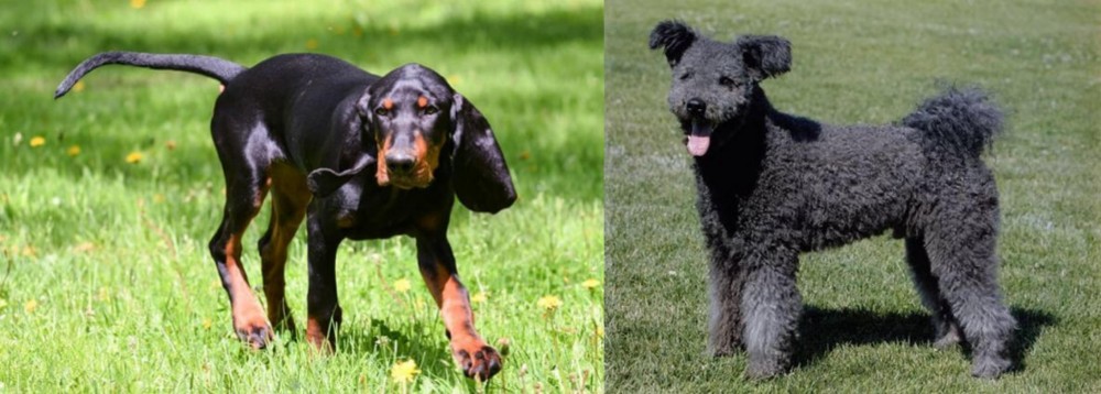 Pumi vs Black and Tan Coonhound - Breed Comparison