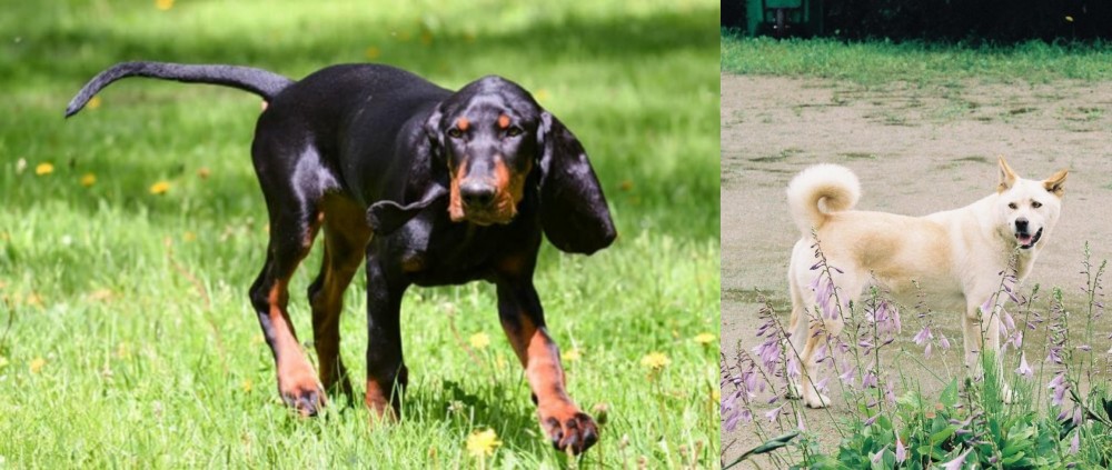 Pungsan Dog vs Black and Tan Coonhound - Breed Comparison