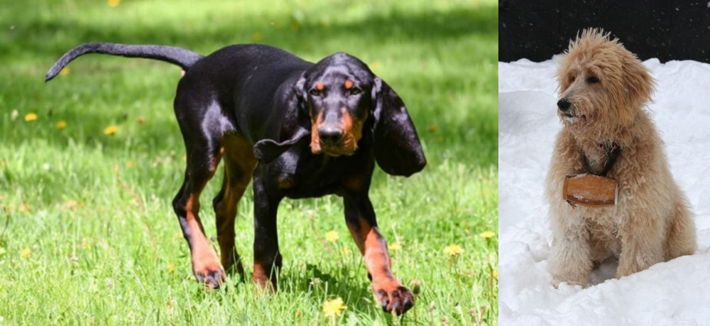Pyredoodle vs Black and Tan Coonhound - Breed Comparison