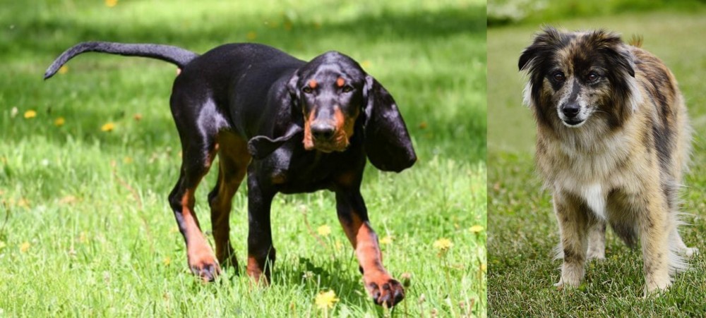 Pyrenean Shepherd vs Black and Tan Coonhound - Breed Comparison