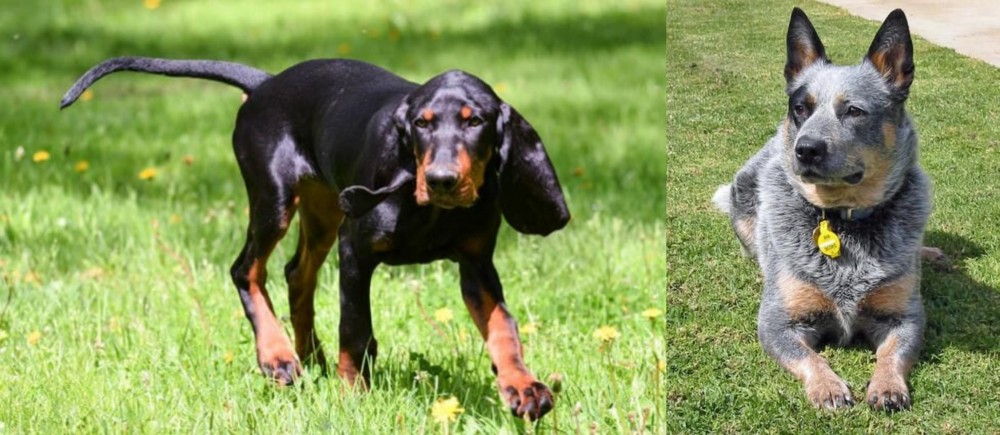 Queensland Heeler vs Black and Tan Coonhound - Breed Comparison