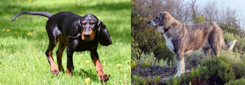 Rafeiro do Alentejo vs Black and Tan Coonhound - Breed Comparison