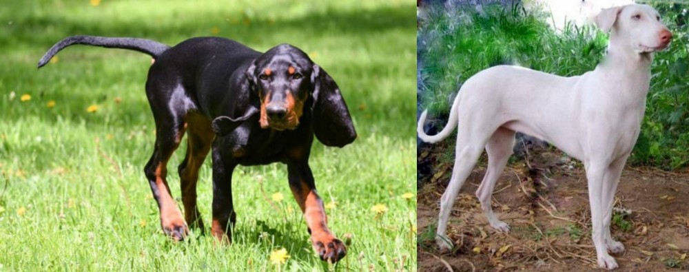 Rajapalayam vs Black and Tan Coonhound - Breed Comparison