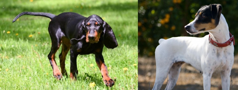 Ratonero Bodeguero Andaluz vs Black and Tan Coonhound - Breed Comparison