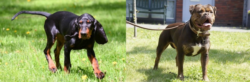 Renascence Bulldogge vs Black and Tan Coonhound - Breed Comparison