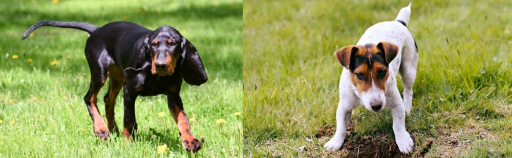 Russell Terrier vs Black and Tan Coonhound - Breed Comparison