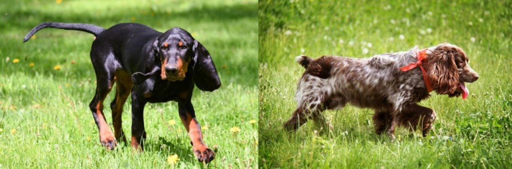 Russian Spaniel vs Black and Tan Coonhound - Breed Comparison