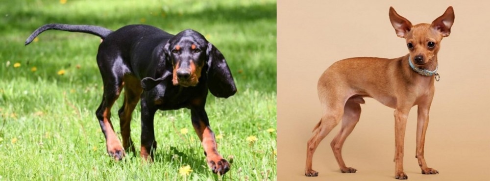 Russian Toy Terrier vs Black and Tan Coonhound - Breed Comparison