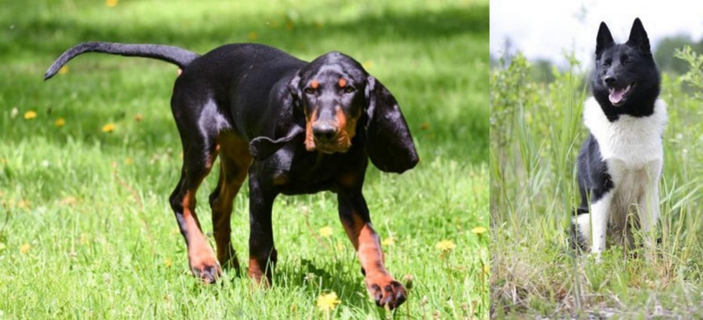 Russo-European Laika vs Black and Tan Coonhound - Breed Comparison