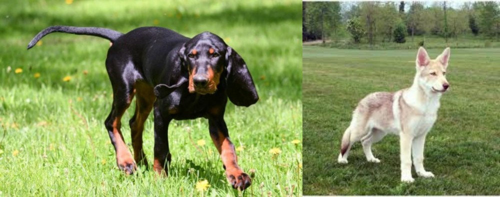 Saarlooswolfhond vs Black and Tan Coonhound - Breed Comparison