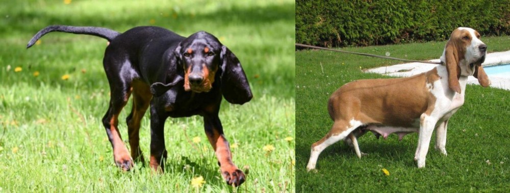 Sabueso Espanol vs Black and Tan Coonhound - Breed Comparison