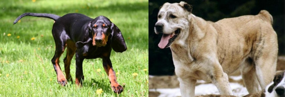 Sage Koochee vs Black and Tan Coonhound - Breed Comparison